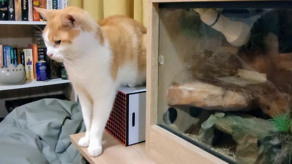 Pomarańczowo-biały kot siedzi na białym pudełku obok szklanej obudowy z kamieniami i roślinami.