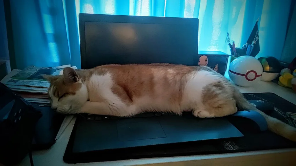 Kot śpi na klawiaturze laptopa, obok monitora i przedmiotów związanych z Pokémon.