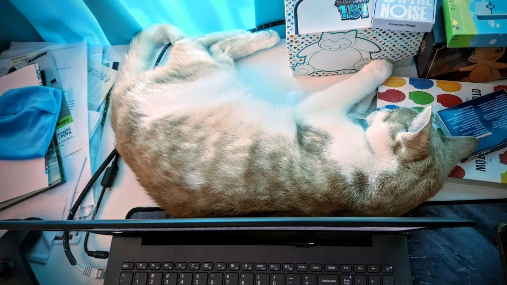 Szary pręgowany kot śpi na biurku, leżąc na plecach obok pudełek z grami Pokémon i laptopa.