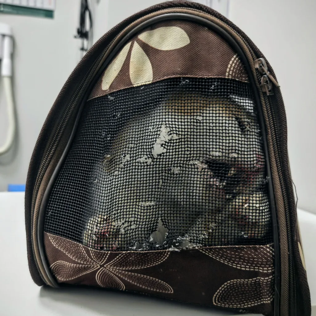 Brązowy transporter dla zwierząt z motywem kwiatowym, przez którego czarną siatkę widać zarys zwiniętego w kłębek zwierzęcia.